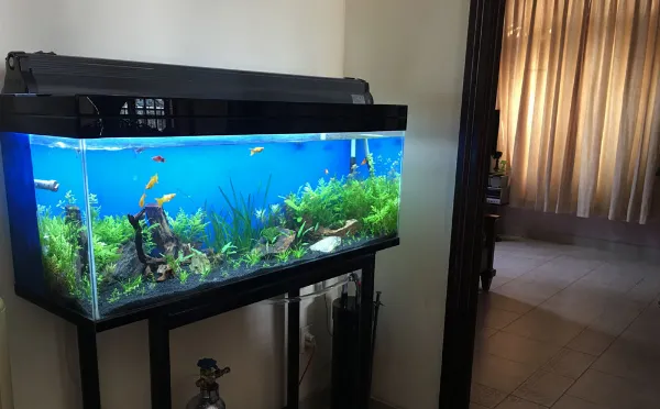 7 vi tri khong nen de be ca tranh pham phong thuy khong tot 3 5a6ab845