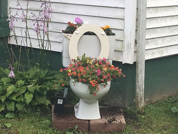 Bồn cầu trồng hoa chắc chắn sẽ tạo nên ấn tượng cho sân vườn nhà bạn.