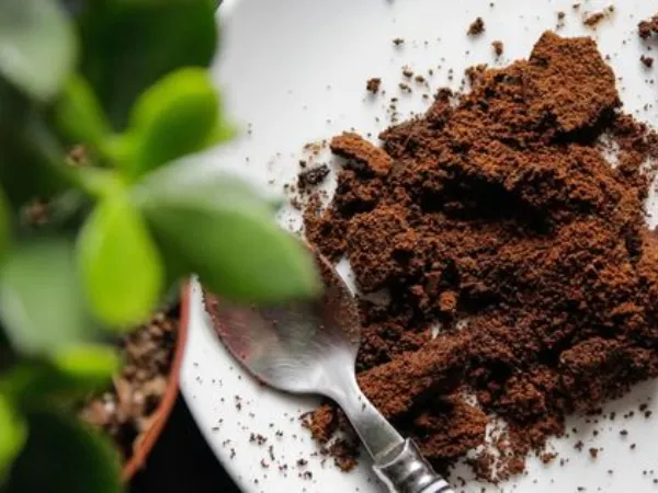 xua duoi con trung bang ba ca phe b739a5c8